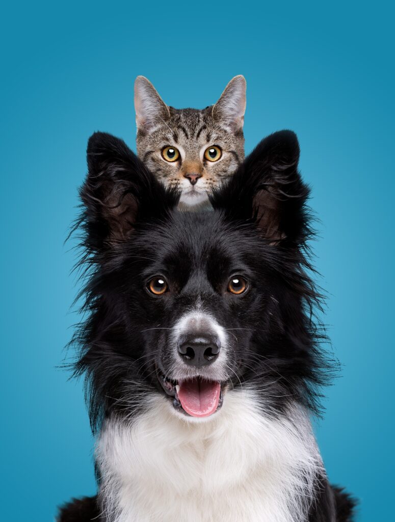 cat and dog